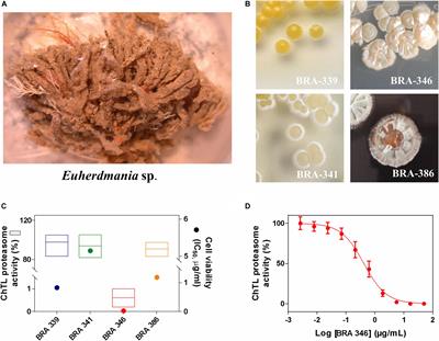 Marine Streptomyces sp. Isolated From the Brazilian Endemic Tunicate Euherdmania sp. Produces Dihydroeponemycin and Analogs With Potent Antiglioma Activity